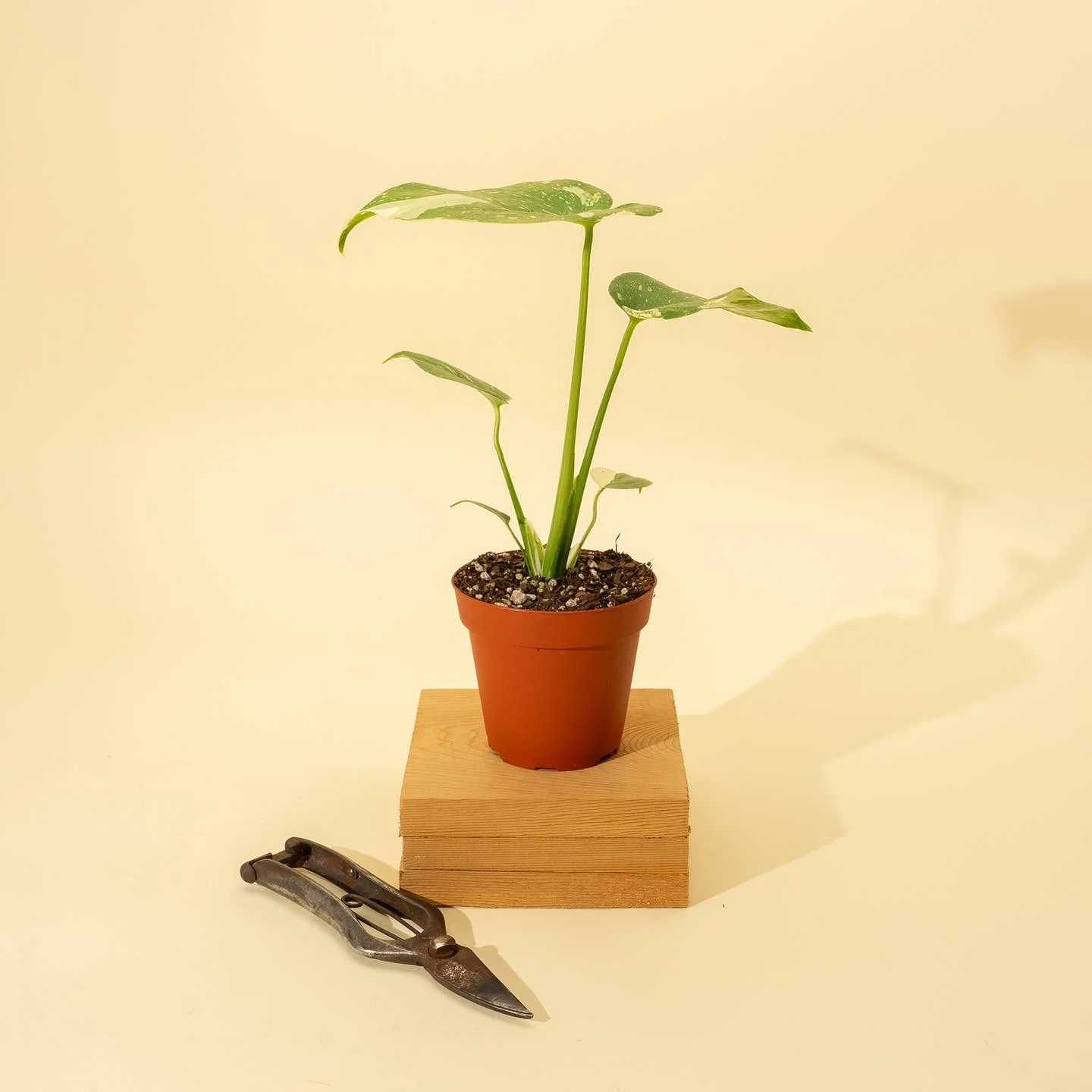 Monstera 'Thai Constellation'