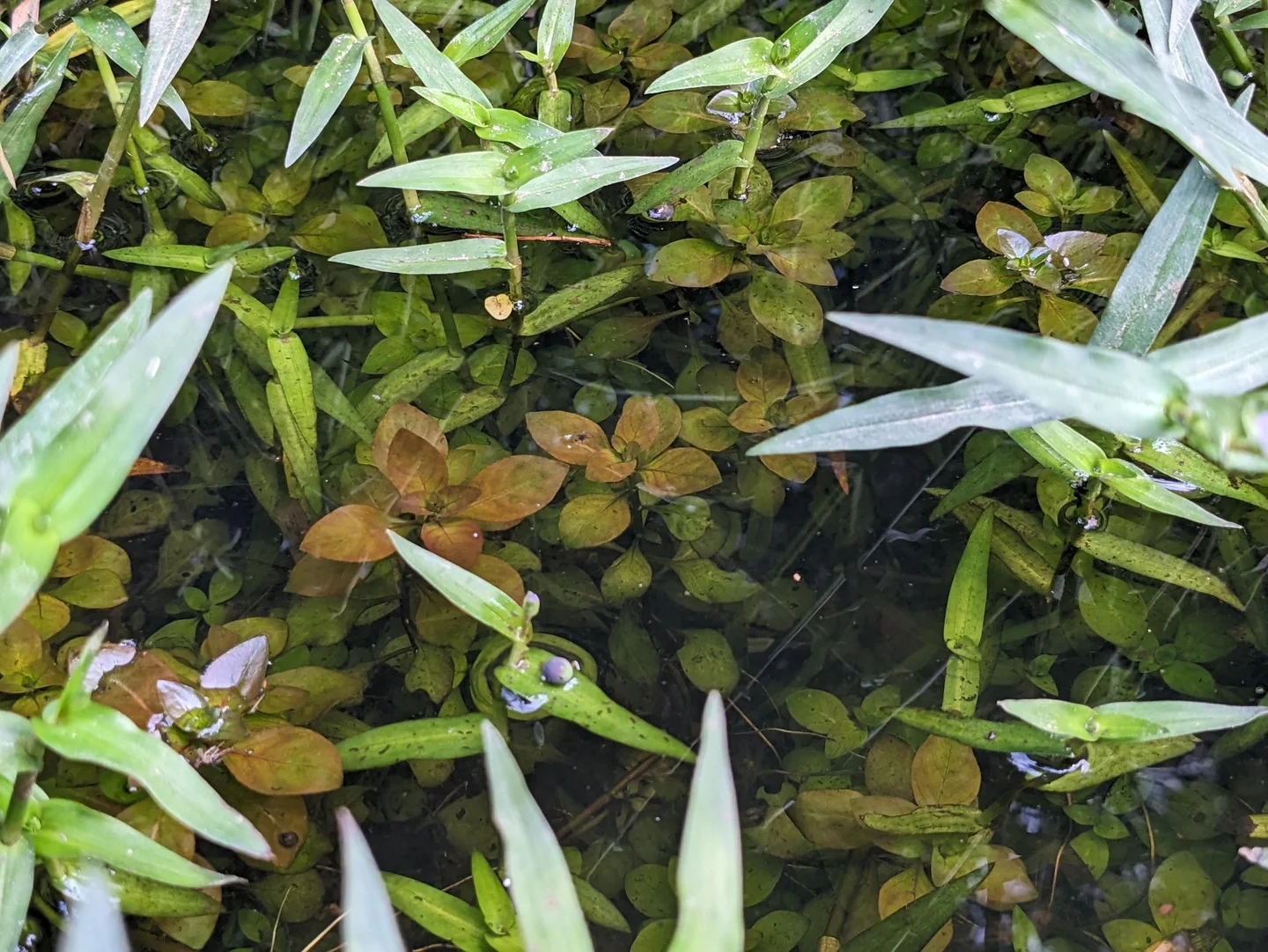 Aquatic Plants